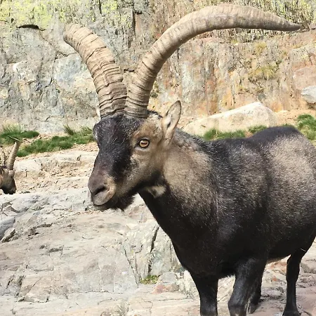 샬레 Cara Norte De Gredos *