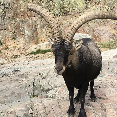 Cara Norte De Gredos 샬레 요요스델에스피뇨