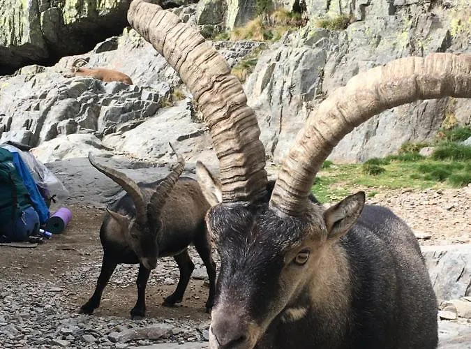 Chalet Cara Norte De Gredos *