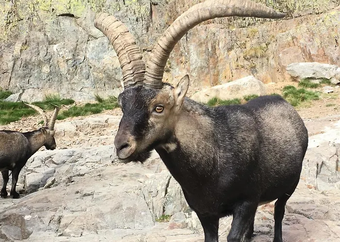Chalet Cara Norte De Gredos *