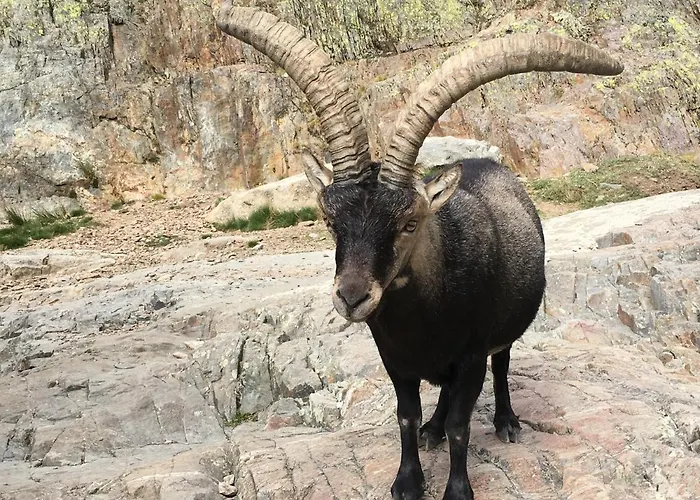 Cara Norte De Gredos Chalet Hoyos del Espino